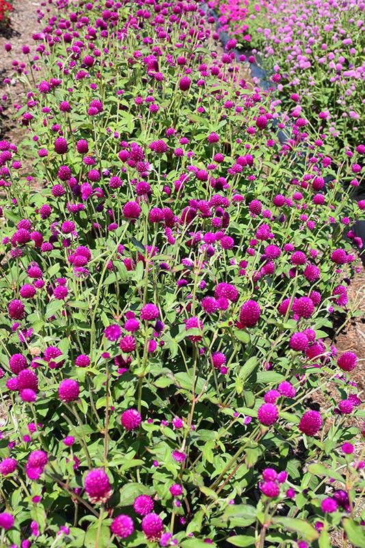 Gomphrena Ping Pong Purple - View 11 from www redcrocus com
