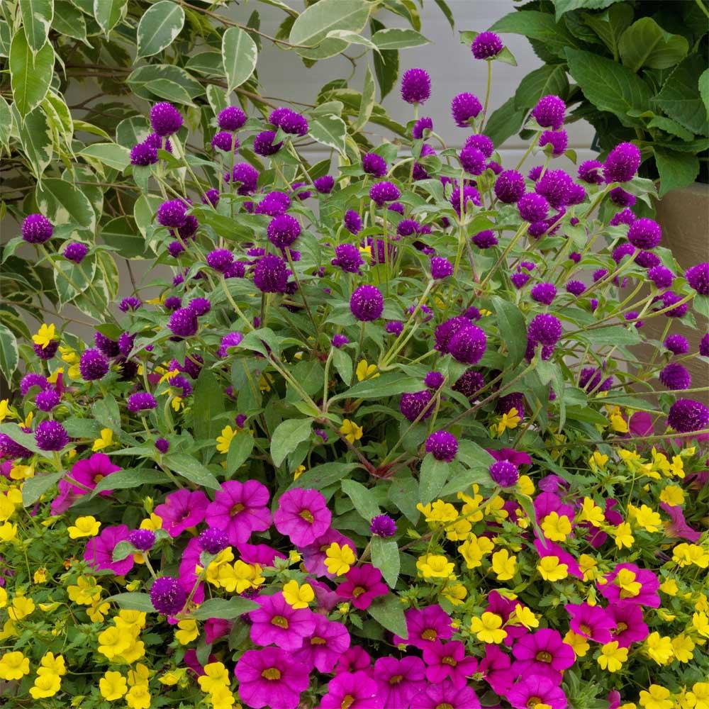 Gomphrena Ping Pong Purple - View 12 from www redcrocus com