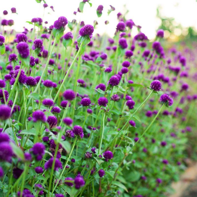Gomphrena Ping Pong Purple - View 13 from www redcrocus com
