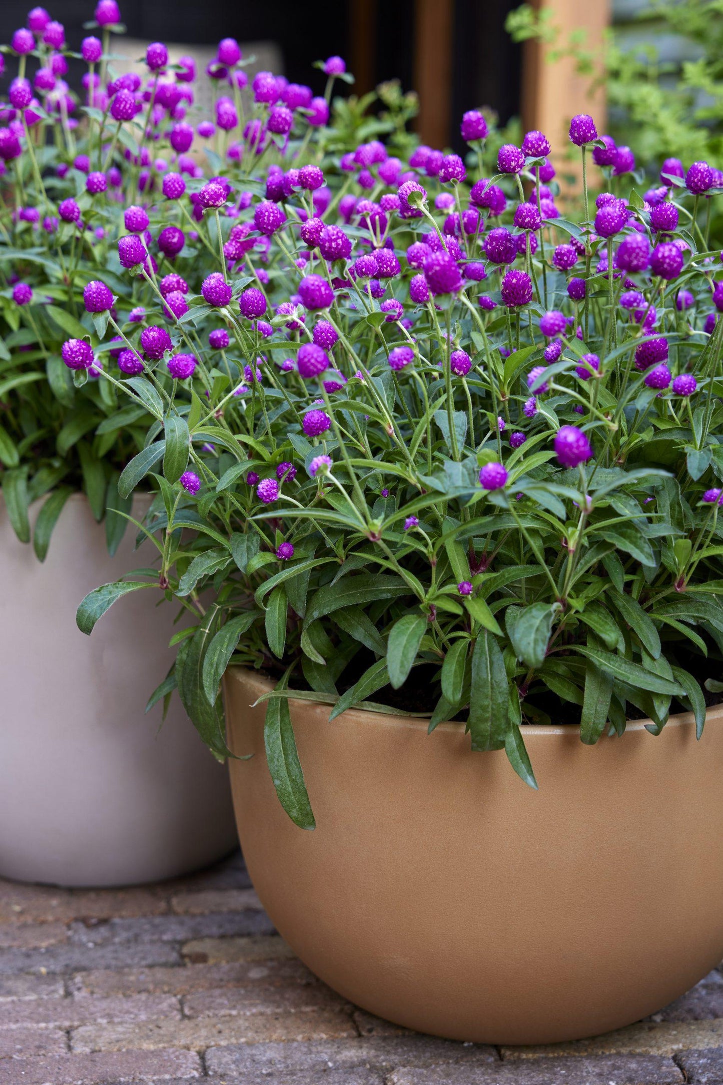 Gomphrena Ping Pong Purple - View 14 from www redcrocus com