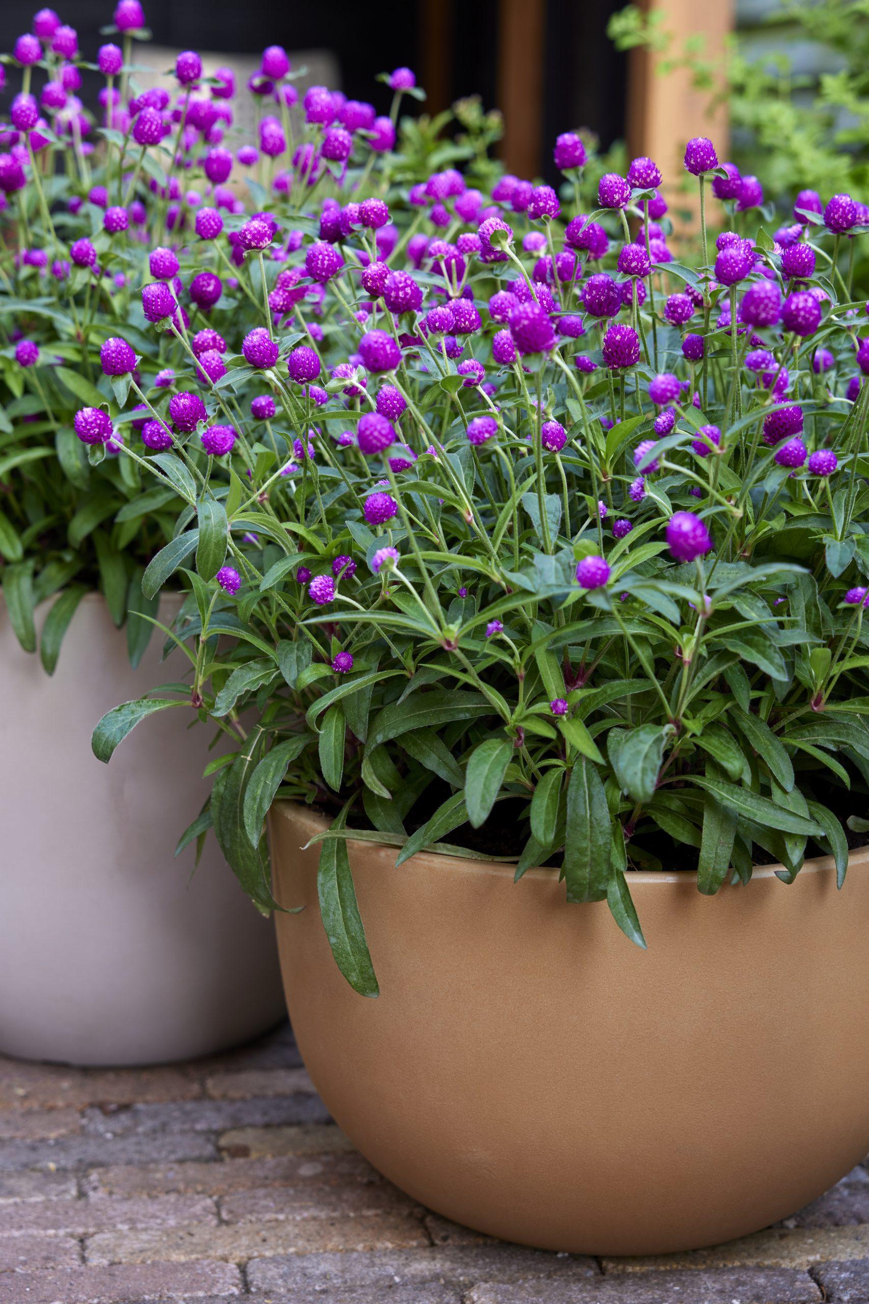Gomphrena Ping Pong Purple - View 14 from www redcrocus com