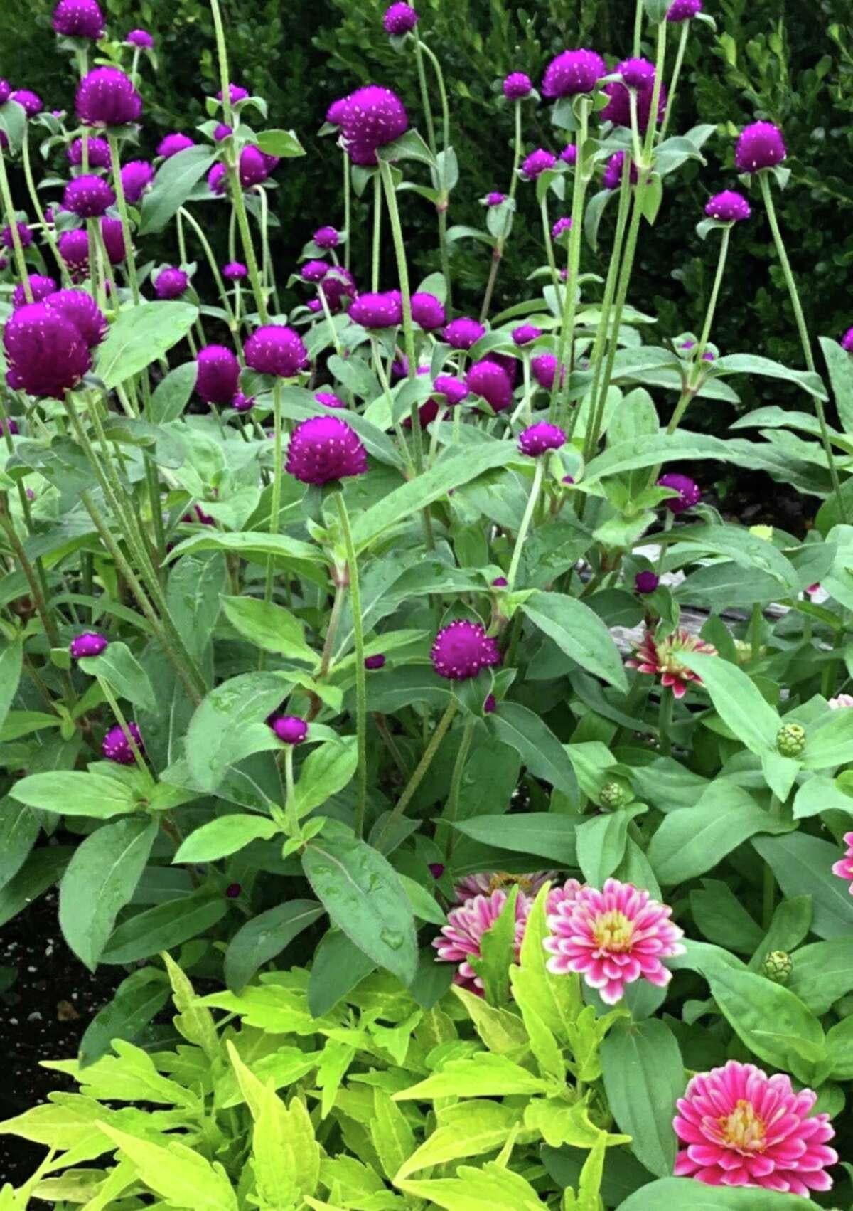 Gomphrena Ping Pong Purple - View 15 from www redcrocus com