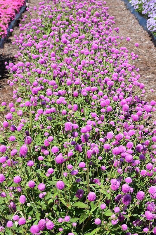Gomphrena Ping Pong Purple - View 17 from www redcrocus com