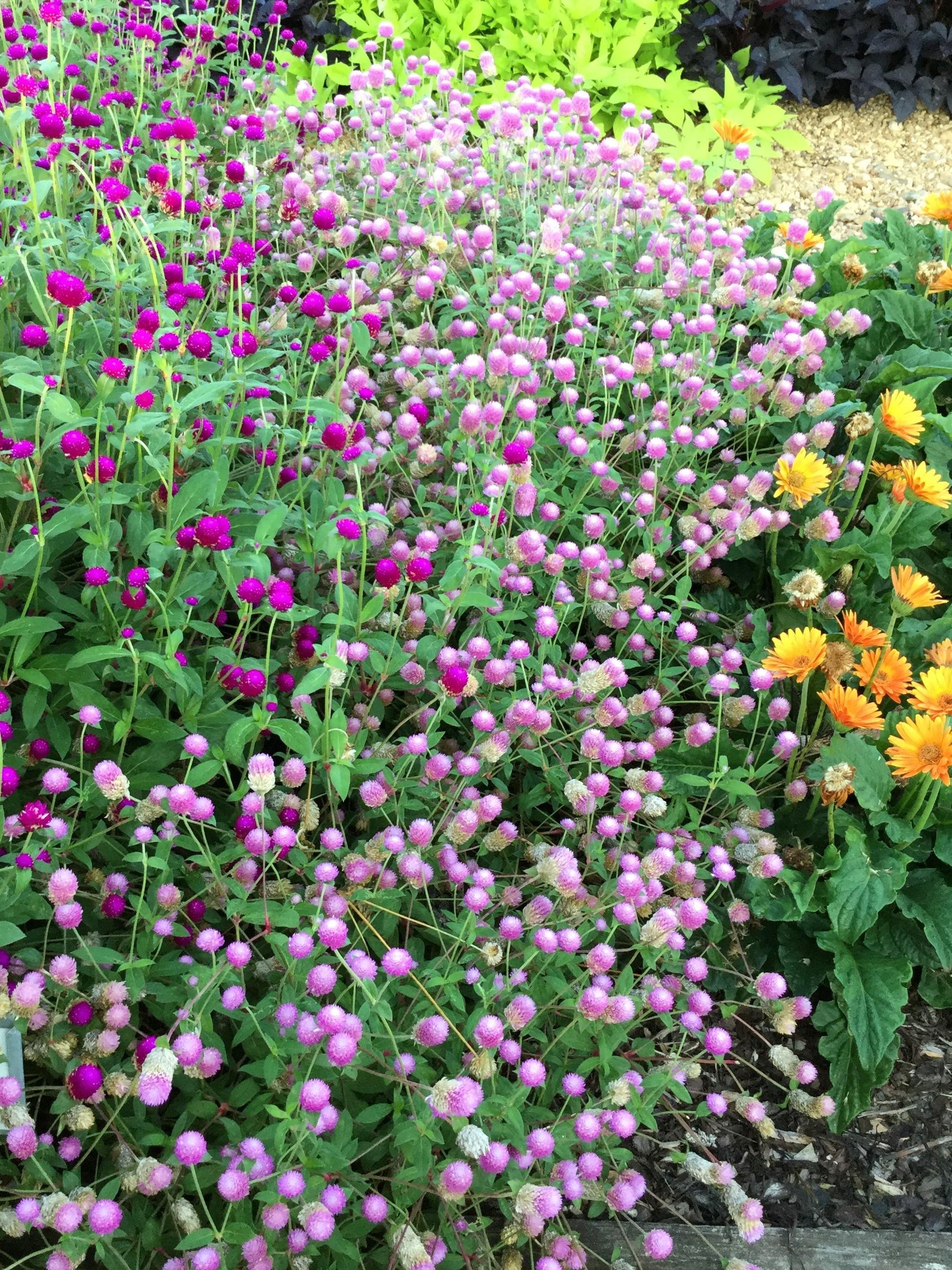 Gomphrena Ping Pong Purple - View 18 from www redcrocus com