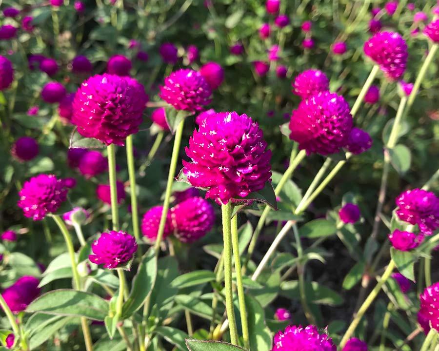Gomphrena Ping Pong Purple - View 19 from www redcrocus com