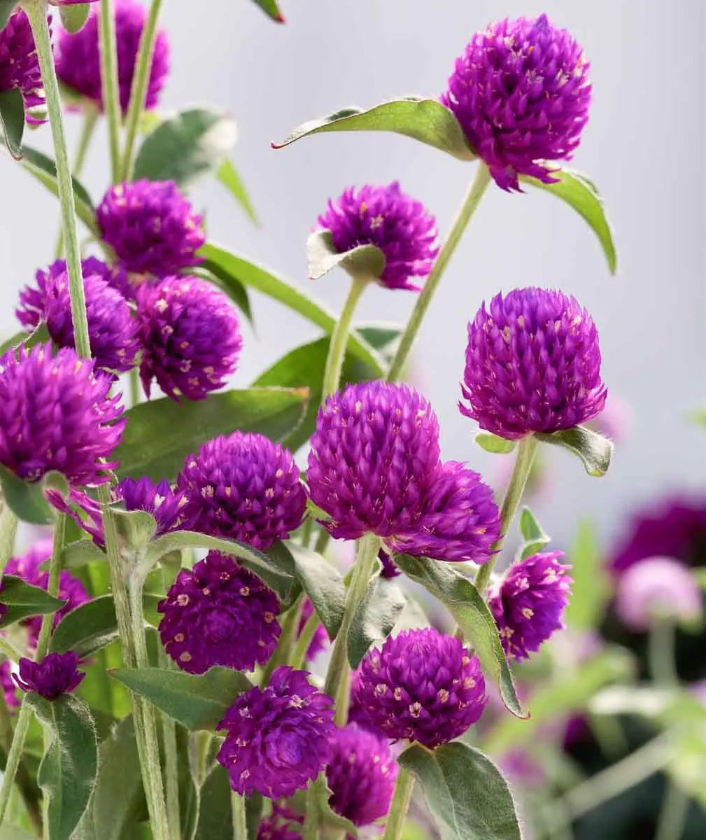 Gomphrena Ping Pong Purple - View 2 from www redcrocus com