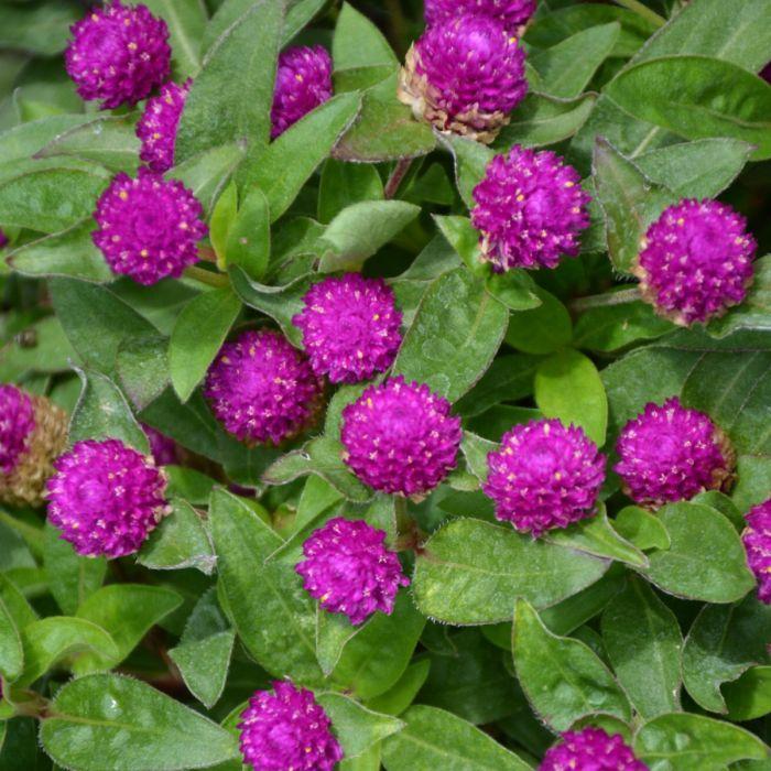 Gomphrena Ping Pong Purple - View 3 from www redcrocus com