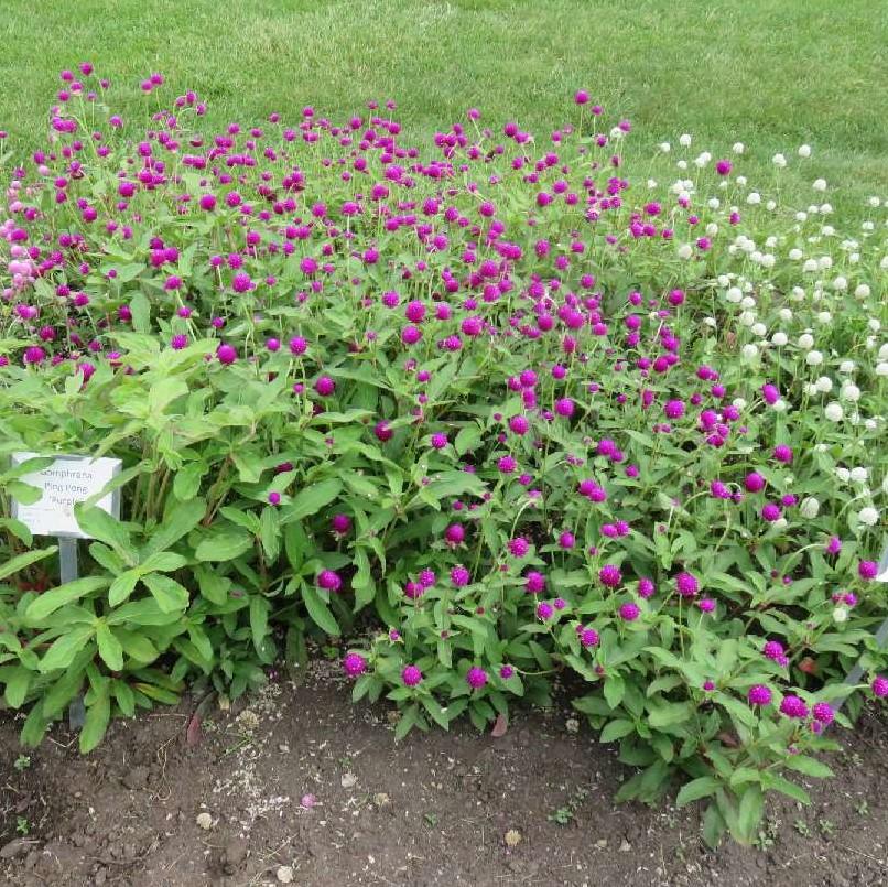 Gomphrena Ping Pong Purple - View 4 from www redcrocus com