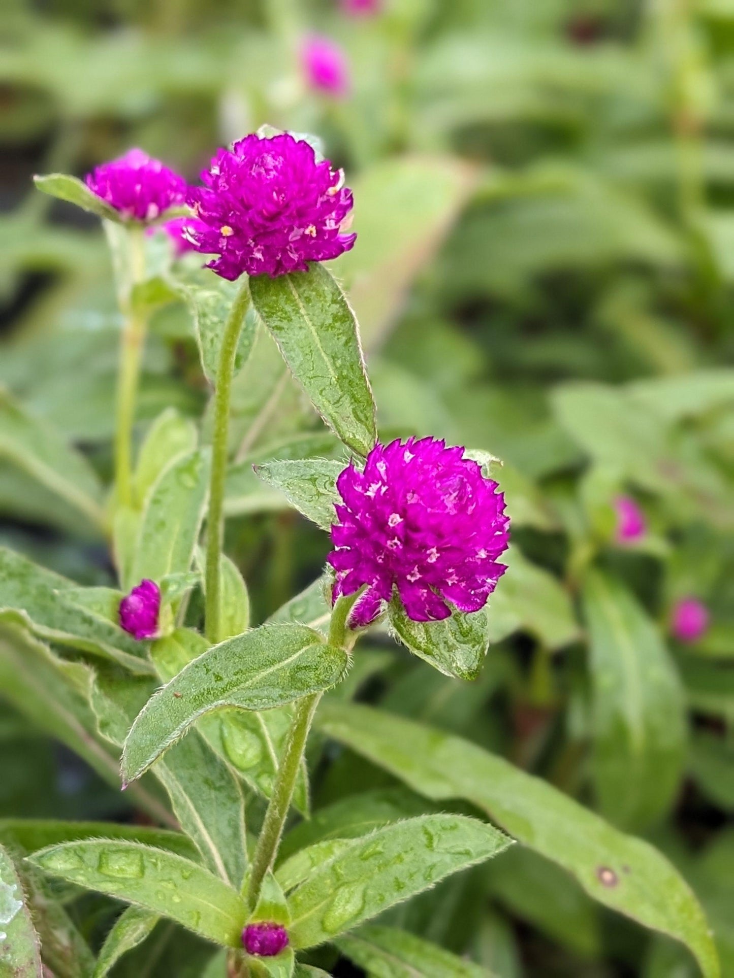 Gomphrena Ping Pong Purple - View 5 from www redcrocus com