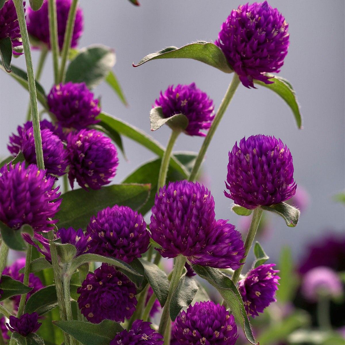 Gomphrena Ping Pong Purple - View 6 from www redcrocus com