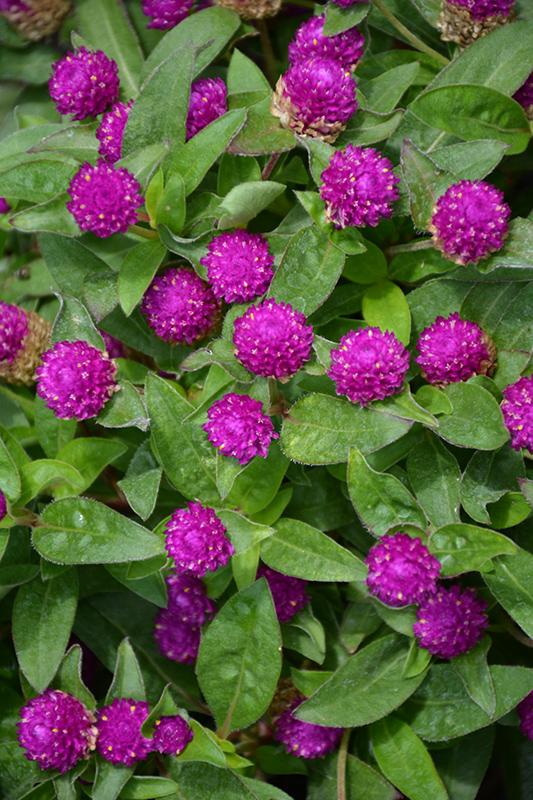 Gomphrena Ping Pong Purple - View 7 from www redcrocus com