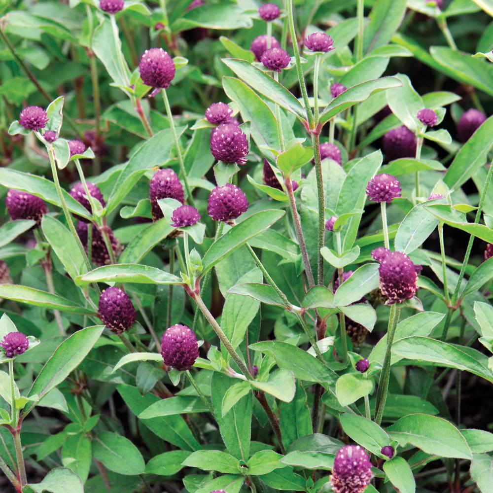 Gomphrena Ping Pong Purple - View 8 from www redcrocus com