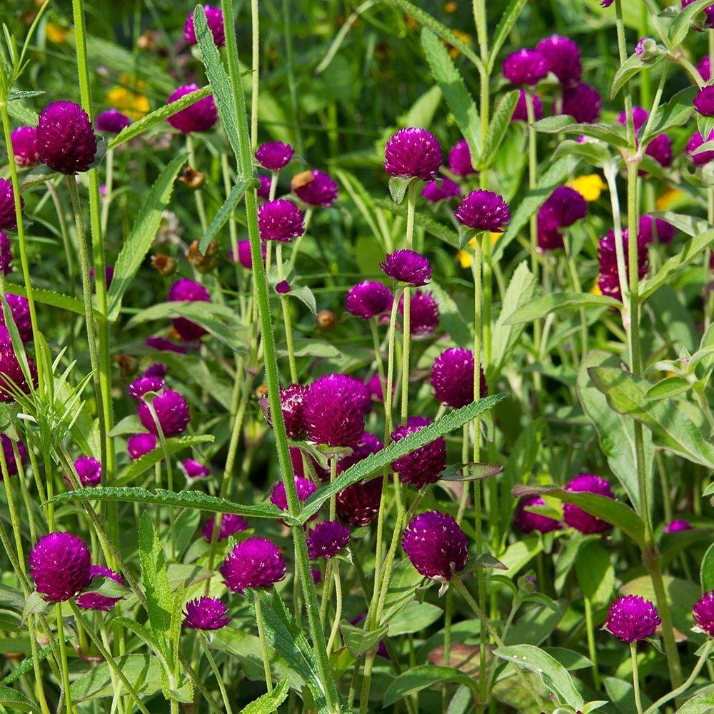 Gomphrena Ping Pong Purple - View 9 from www redcrocus com