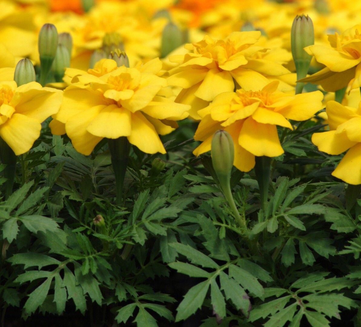 Marigold Durango Yellow - View 10 from www redcrocus com