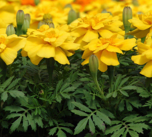 Marigold Durango Yellow - View 10 from www redcrocus com