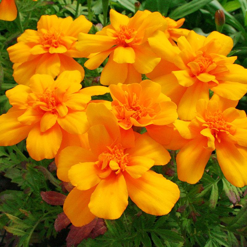 Marigold Durango Yellow - View 17 from www redcrocus com