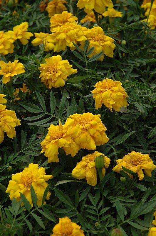 Marigold Durango Yellow - View 4 from www redcrocus com