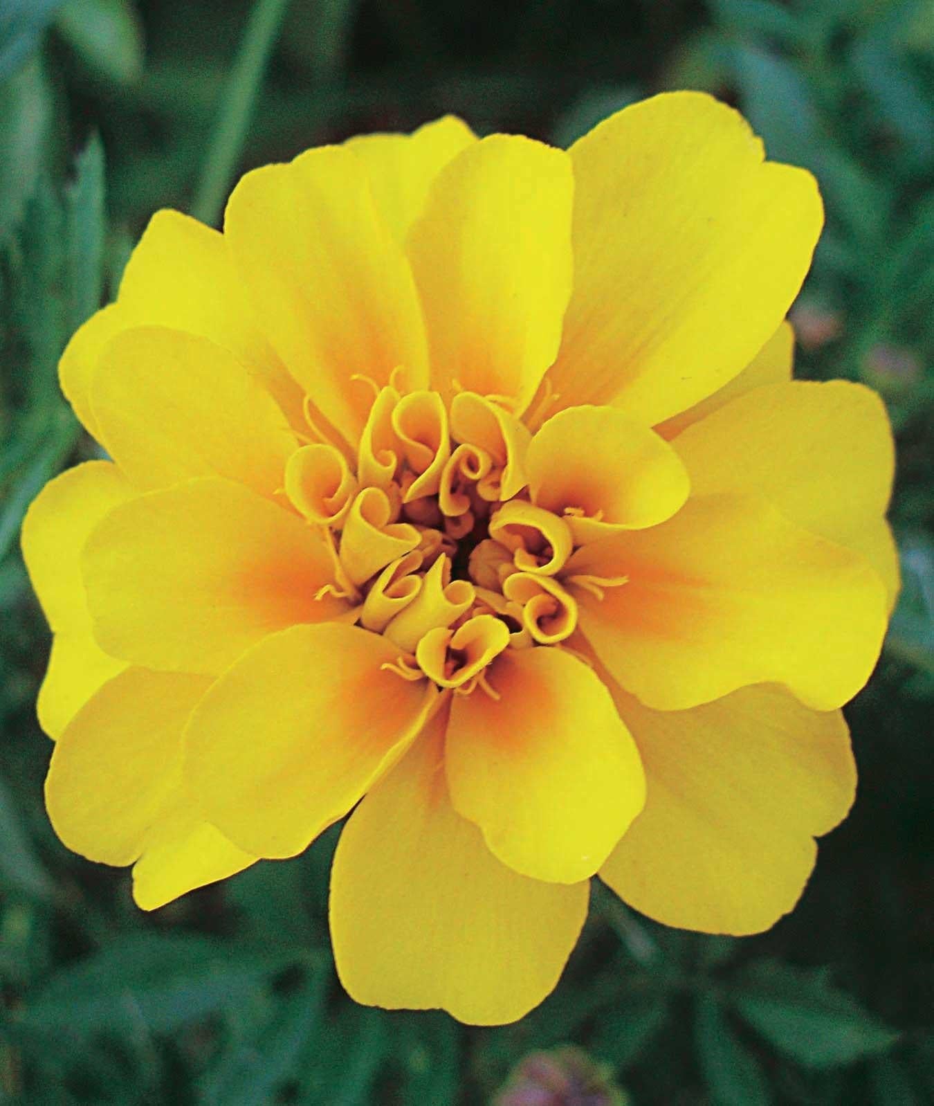 Marigold Durango Yellow - View 5 from www redcrocus com