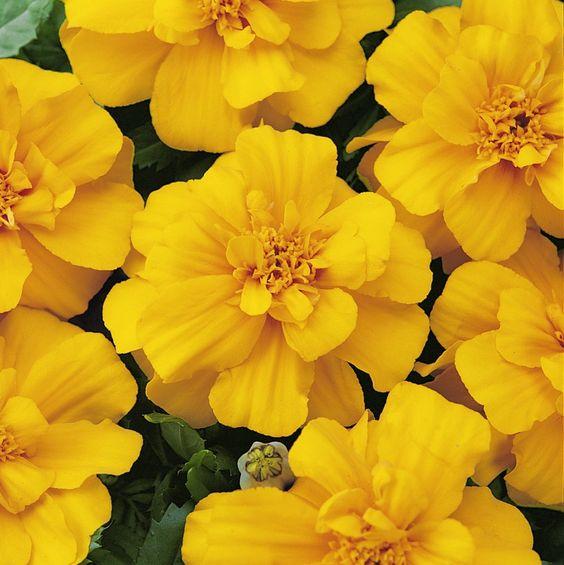 Marigold Durango Yellow - View 7 from www redcrocus com