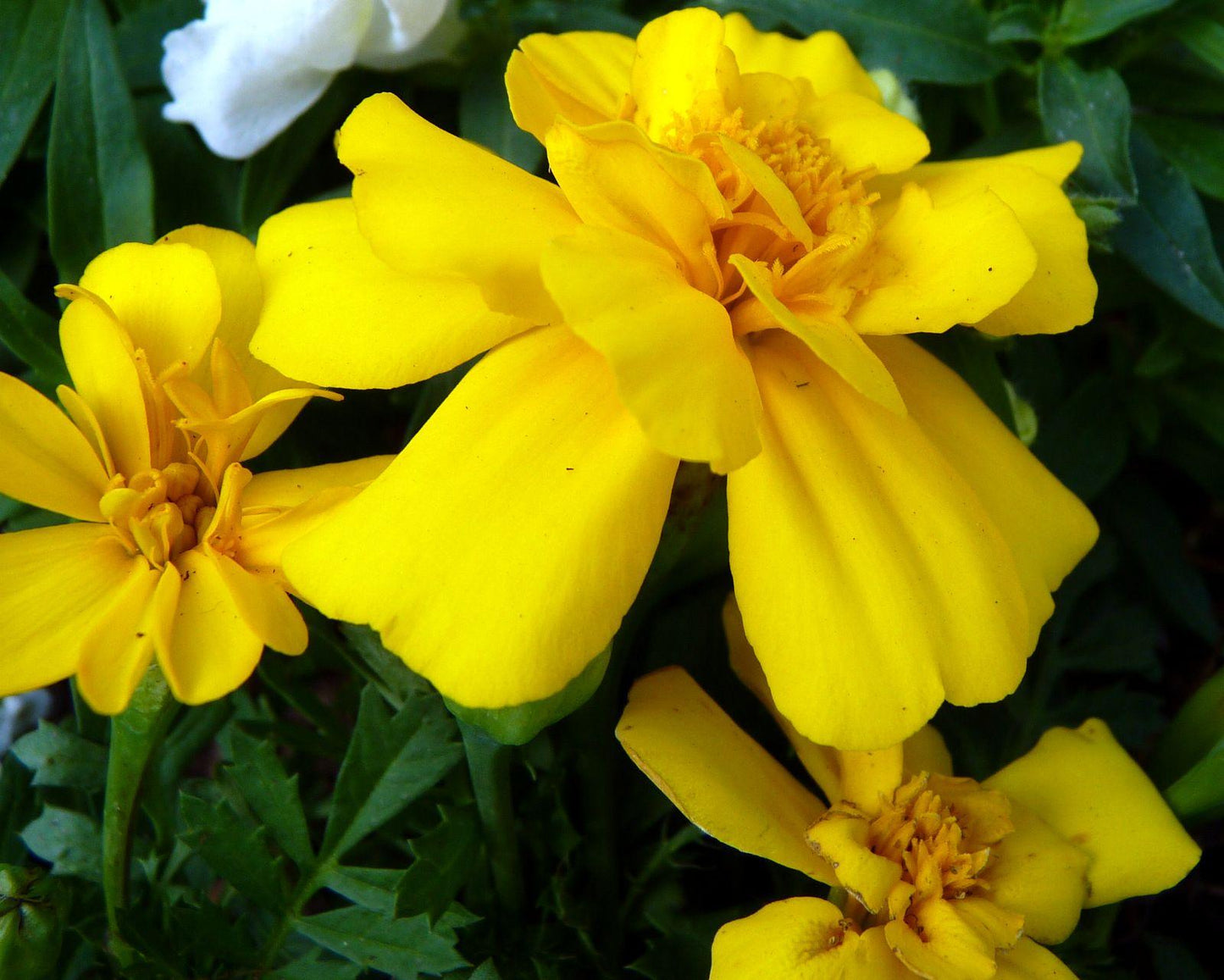 Marigold Durango Yellow - View 9 from www redcrocus com