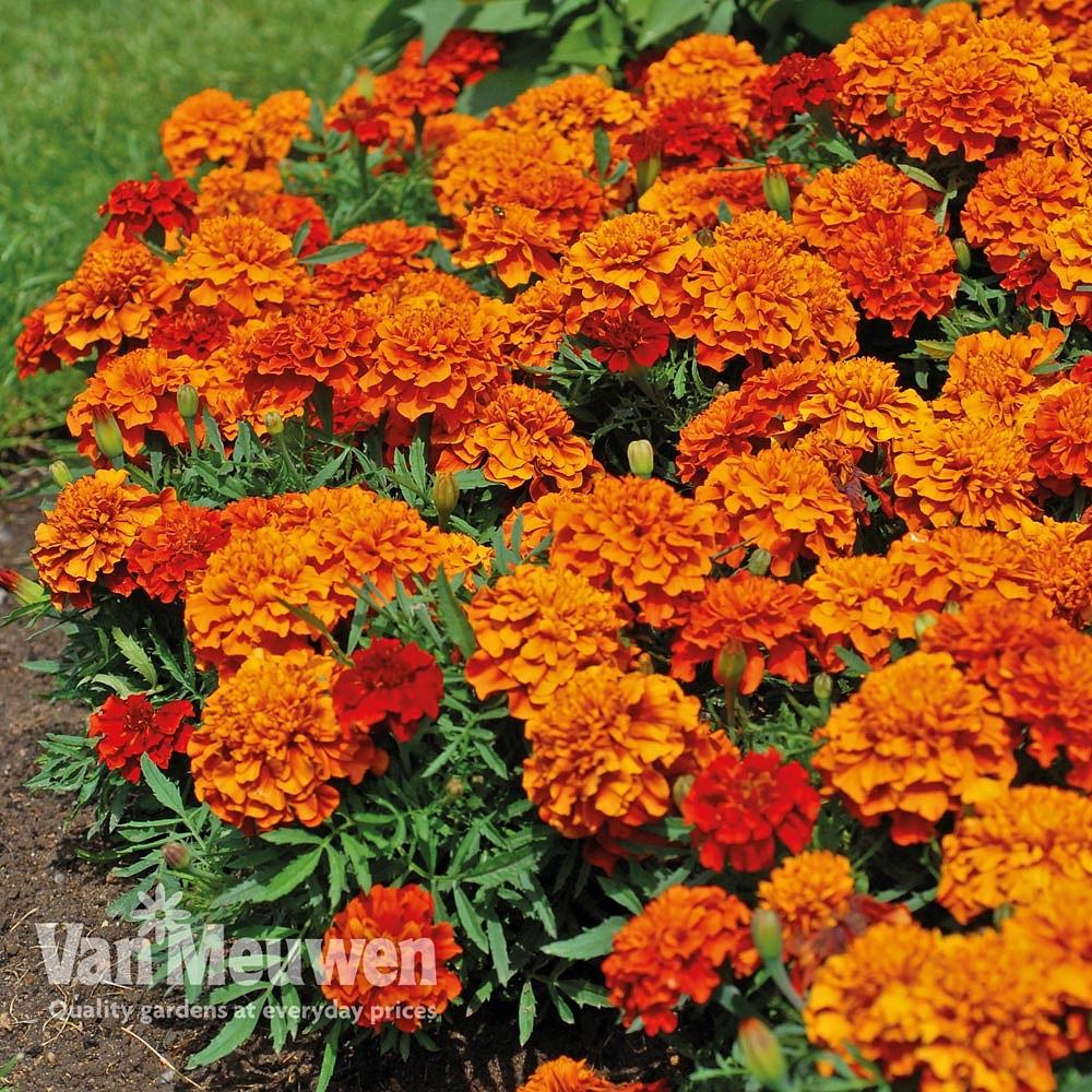 Marigold Fireball - View 12 from www redcrocus com