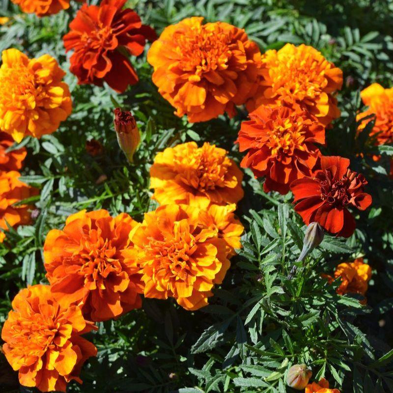 Marigold Fireball - View 14 from www redcrocus com