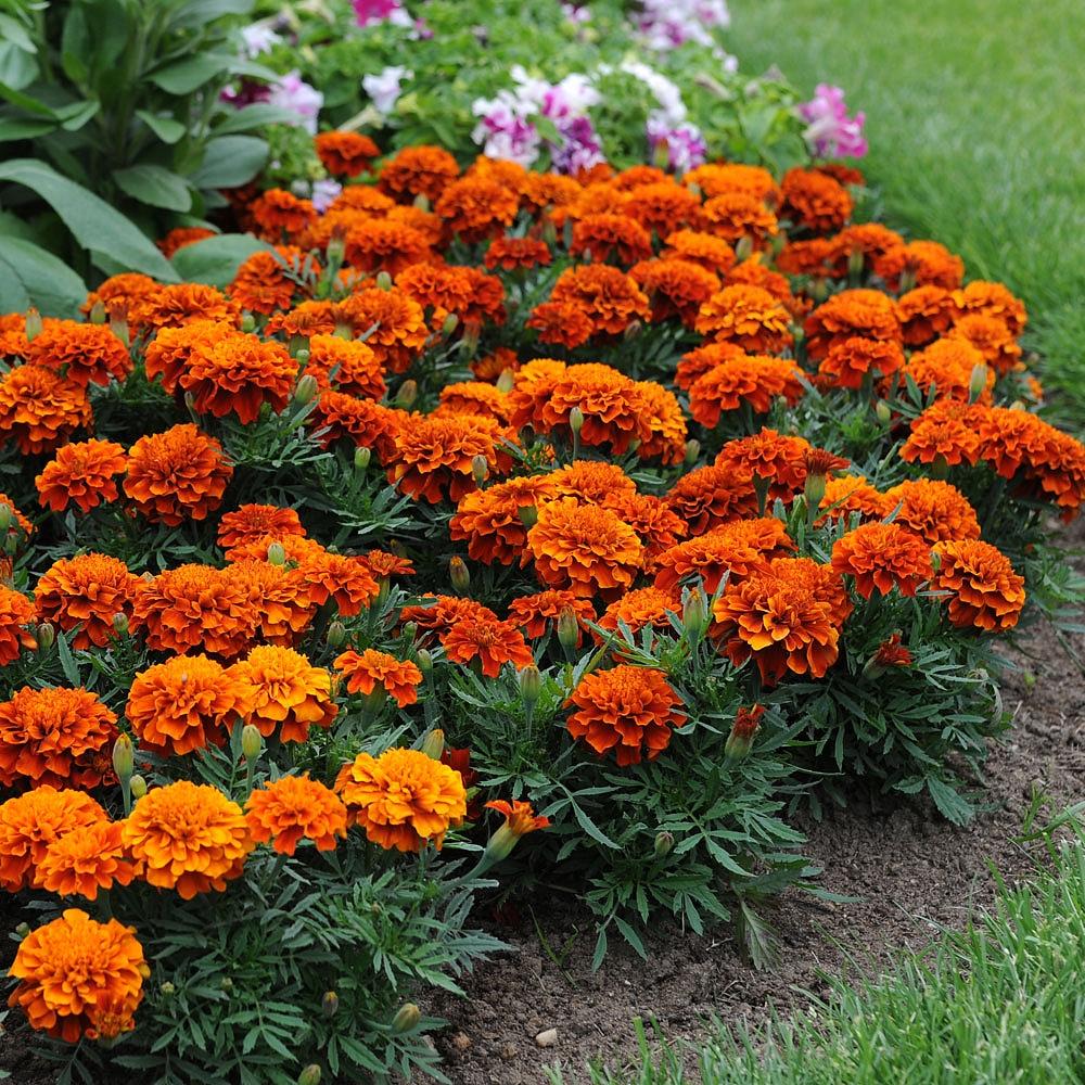 Marigold Fireball - View 18 from www redcrocus com