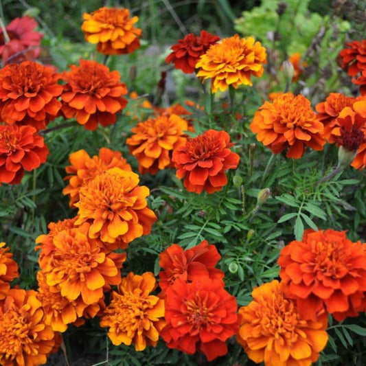 Marigold Fireball - View 1 from www redcrocus com