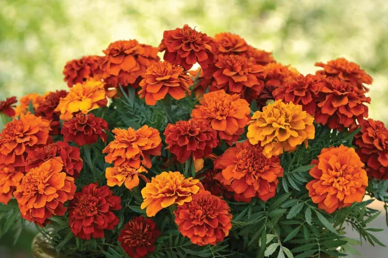 Marigold Fireball - View 2 from www redcrocus com