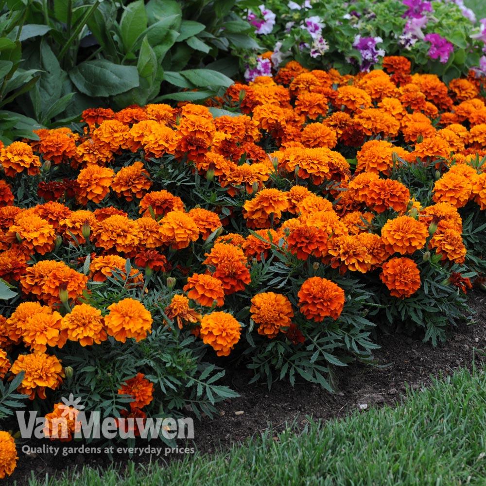 Marigold Fireball - View 3 from www redcrocus com