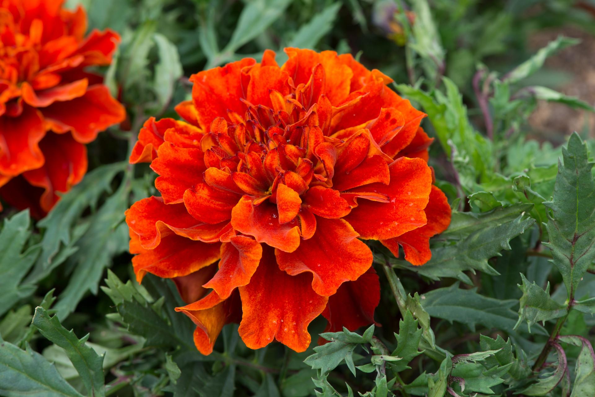 Marigold Fireball - View 5 from www redcrocus com
