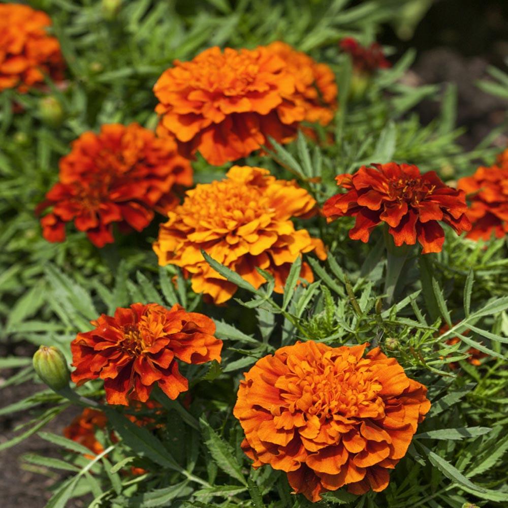 Marigold Fireball - View 6 from www redcrocus com