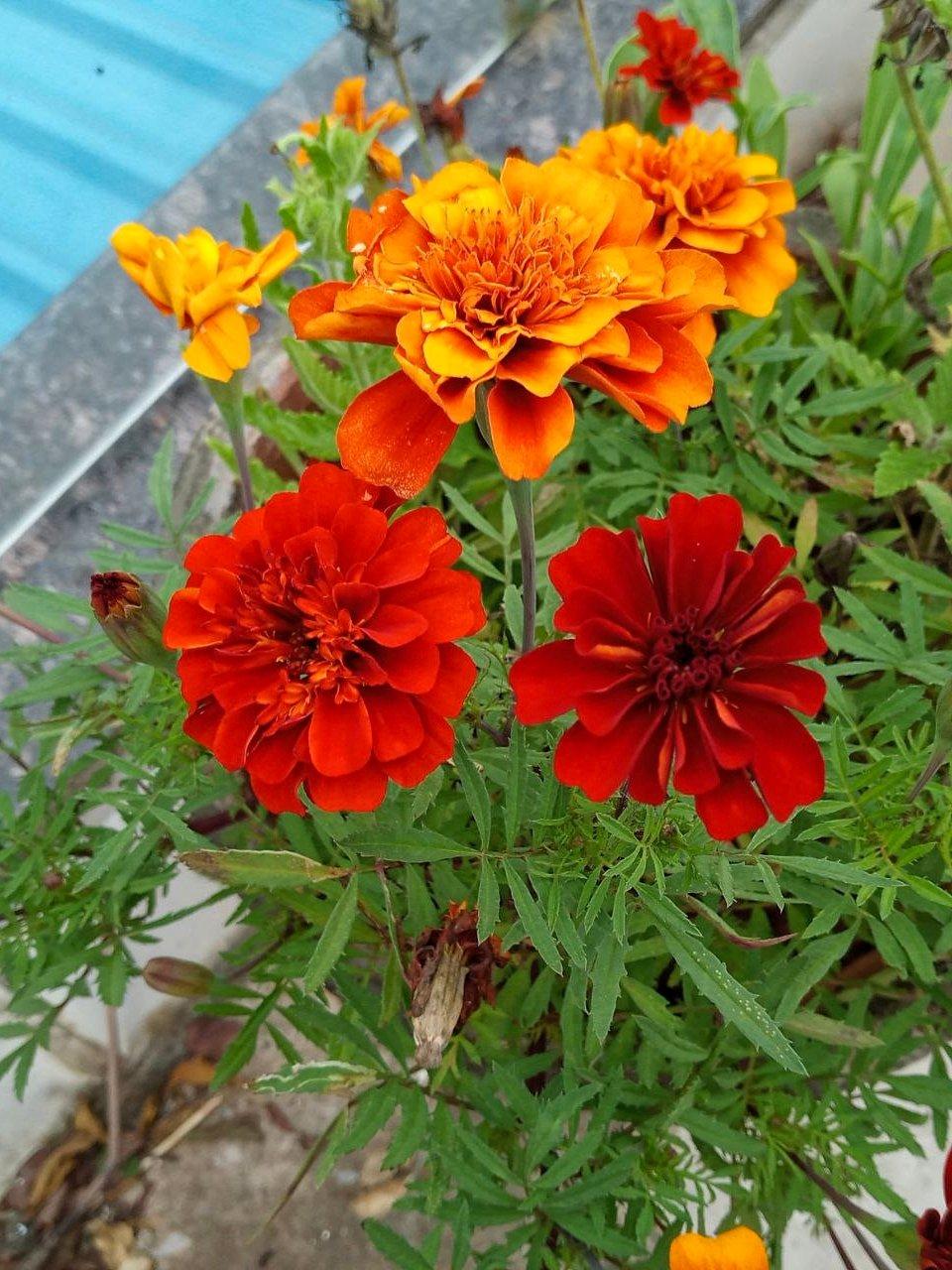 Marigold Fireball - View 9 from www redcrocus com