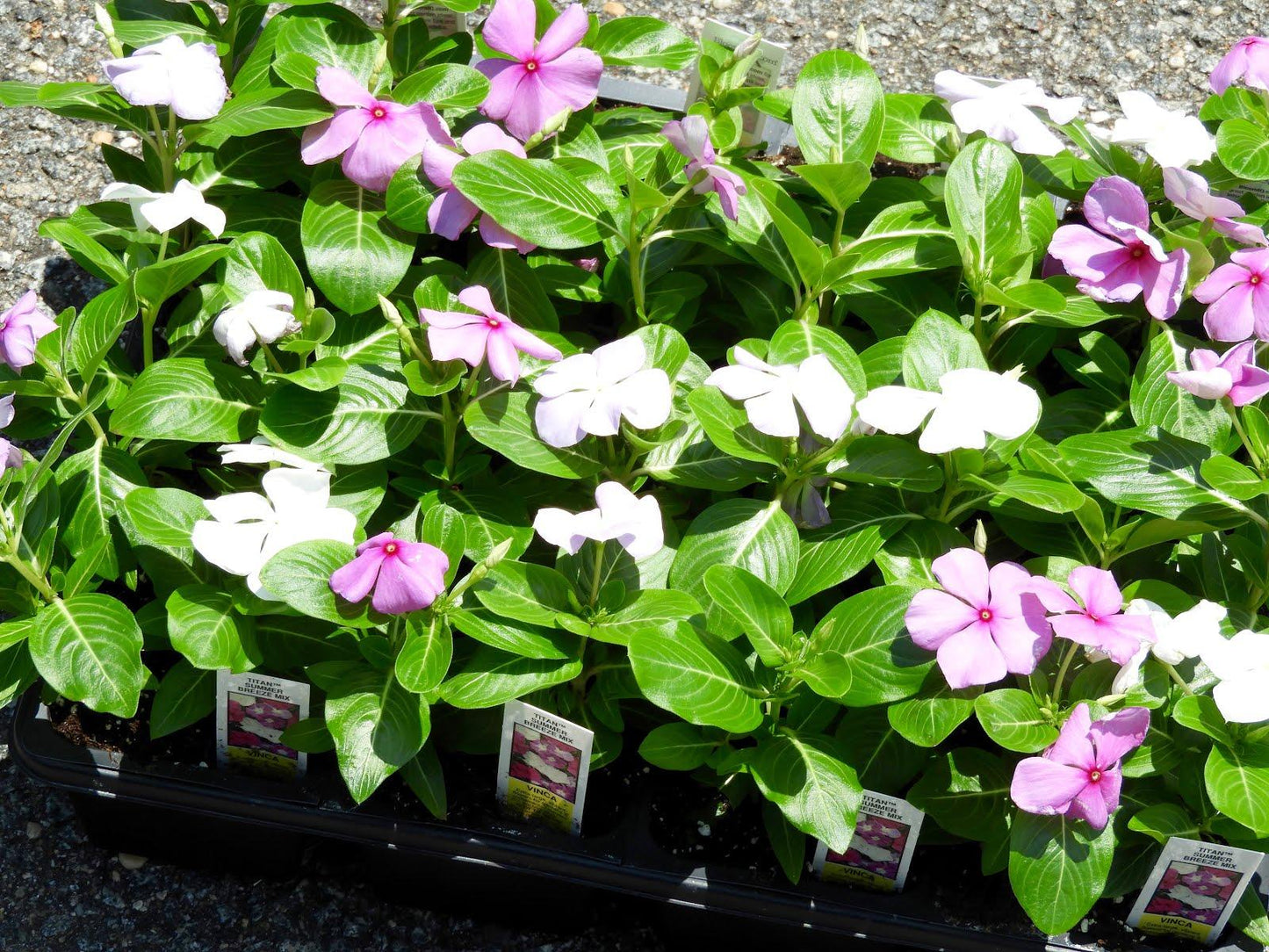 Vinca Titan Summer Breeze Mix - View 10 from www redcrocus com