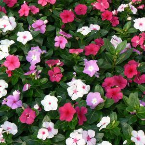 Vinca Titan Summer Breeze Mix - View 11 from www redcrocus com