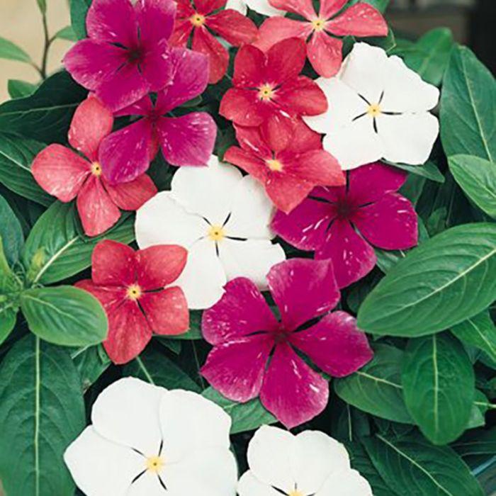 Vinca Titan Summer Breeze Mix - View 13 from www redcrocus com