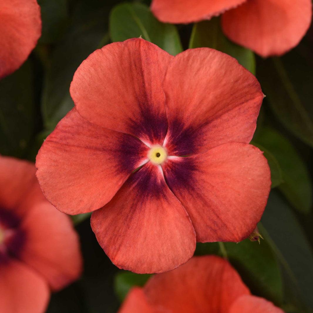 Vinca Titan Summer Breeze Mix - View 18 from www redcrocus com