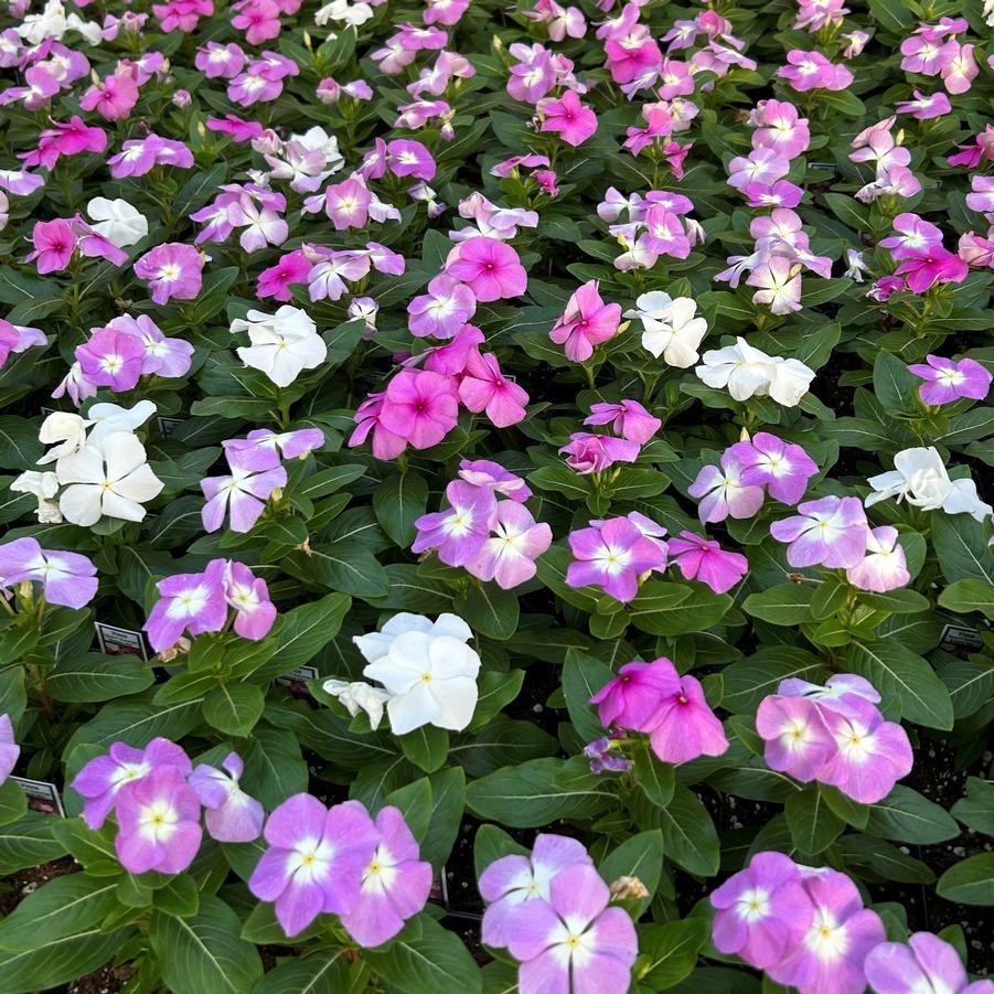 Vinca Titan Summer Breeze Mix - View 1 from www redcrocus com