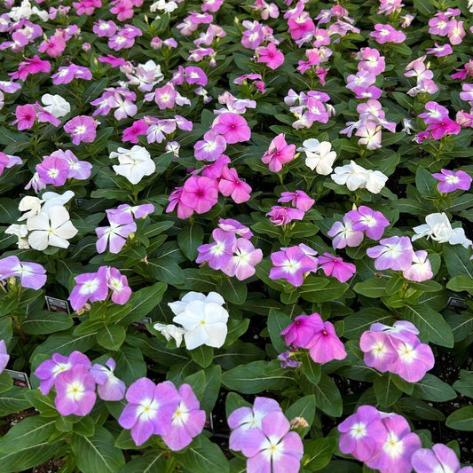 Vinca Titan Summer Breeze Mix - View 1 from www redcrocus com
