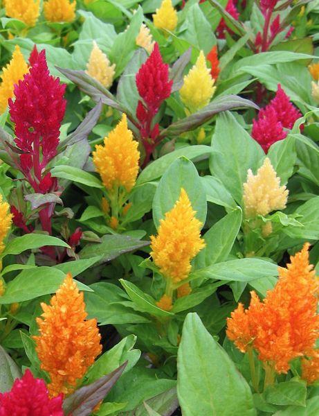 Celosia Kimono Mix - View 10 from www redcrocus com
