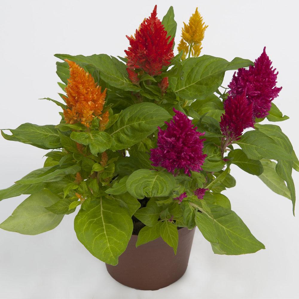 Celosia Kimono Mix - View 11 from www redcrocus com