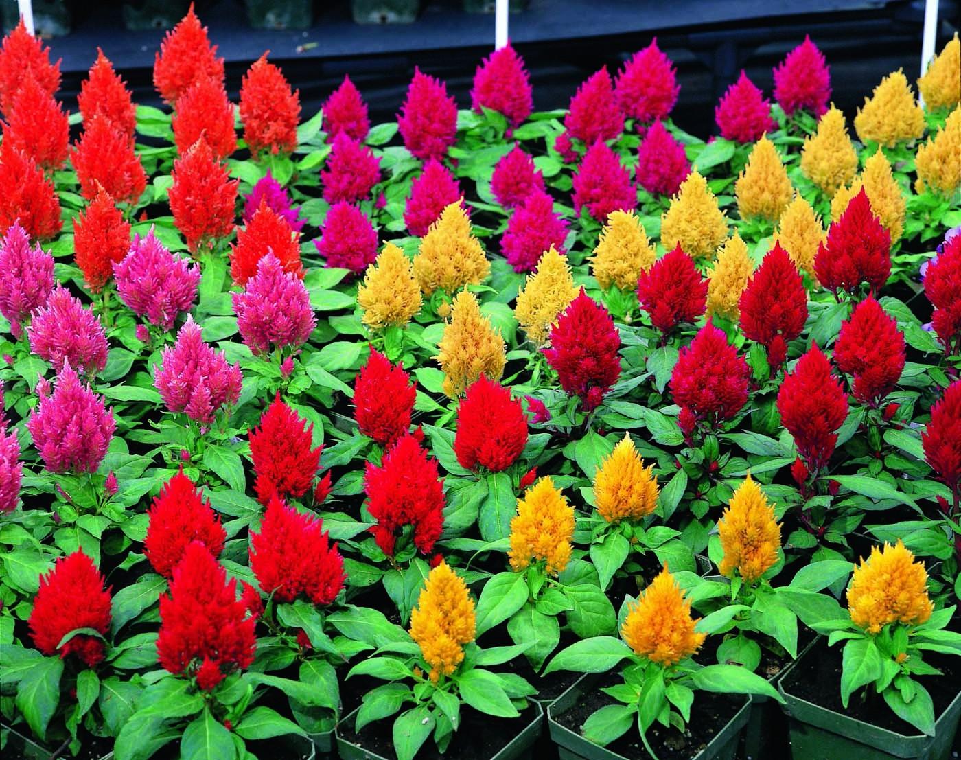 Celosia Kimono Mix - View 6 from www redcrocus com