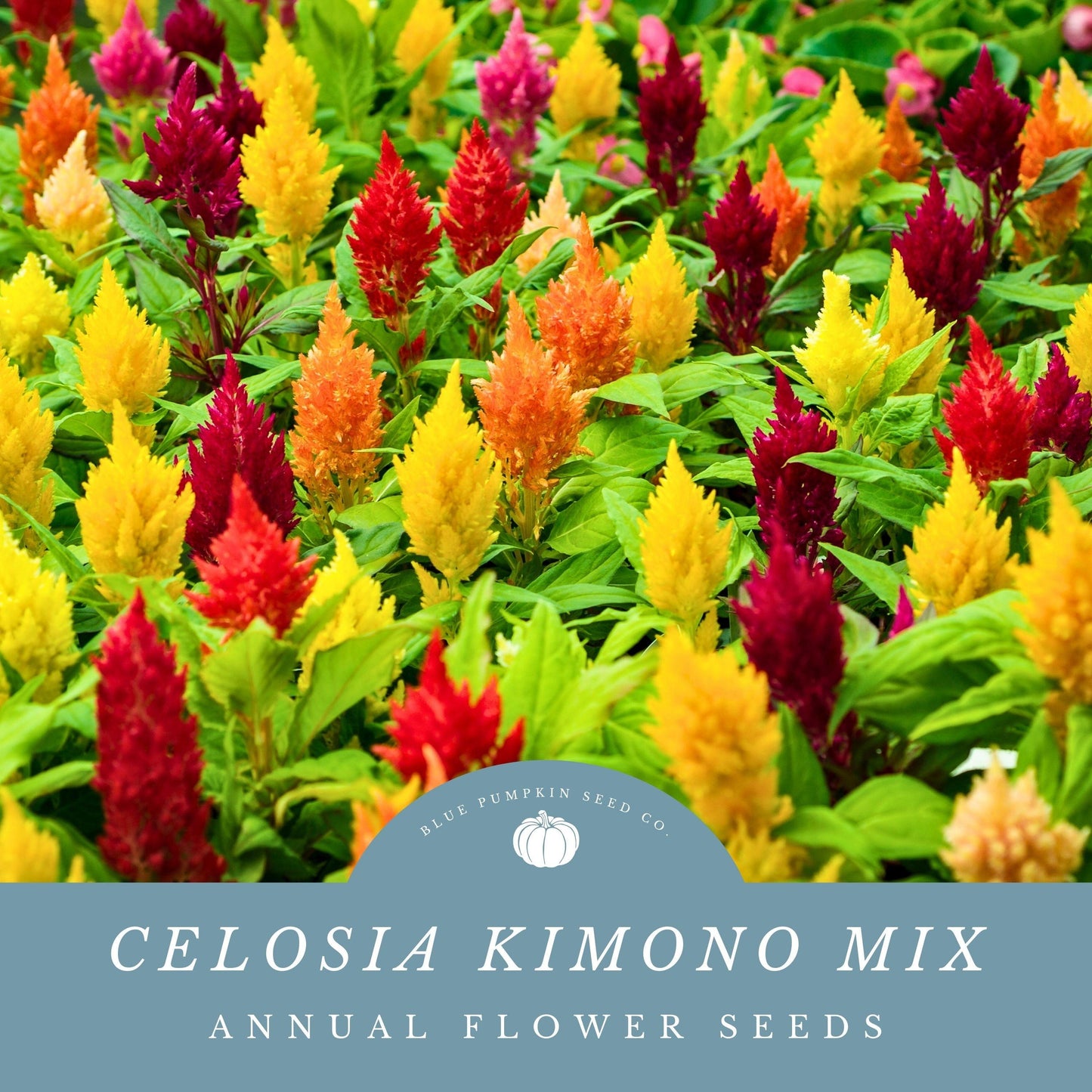Celosia Kimono Mix - View 9 from www redcrocus com