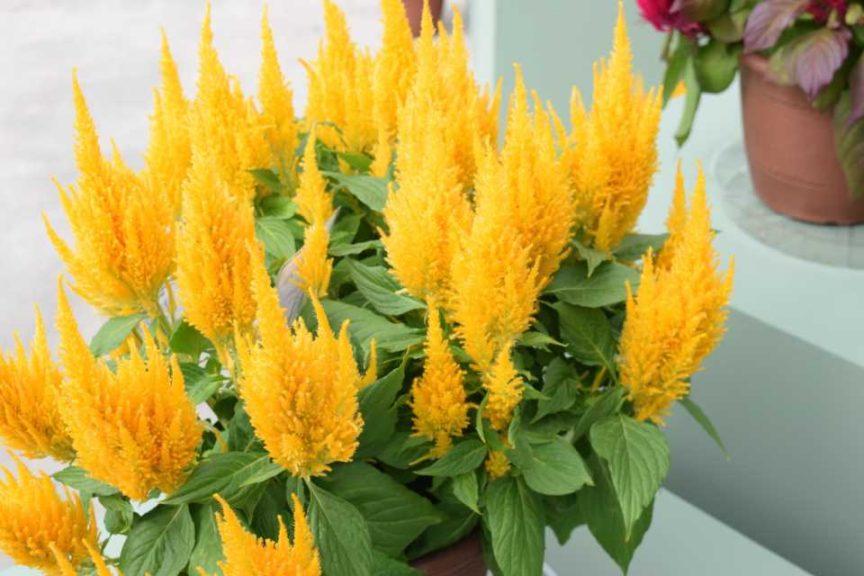 Celosia Bright Sparks Yellow - View 12 from www redcrocus com
