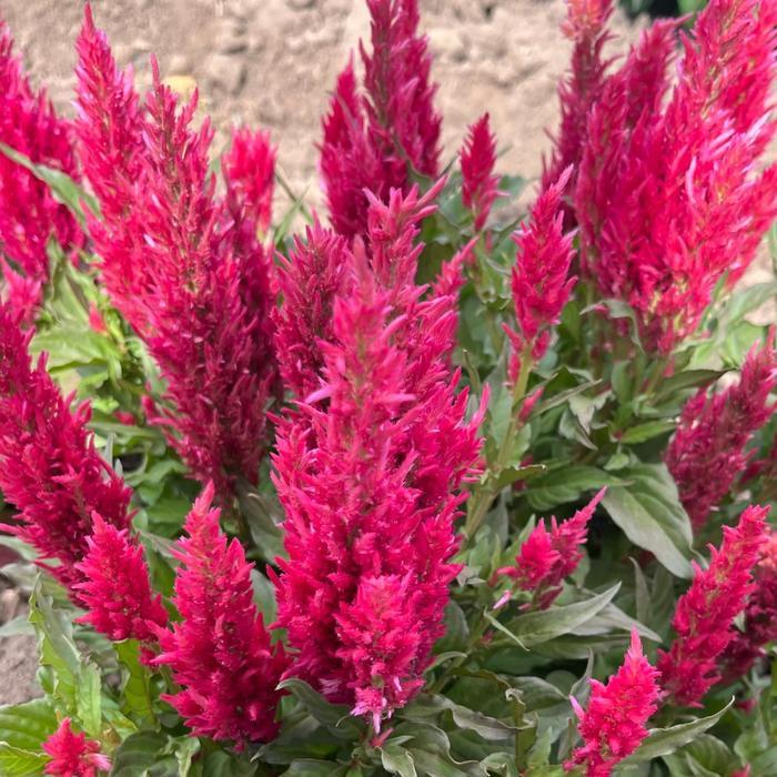 Celosia Bright Sparks Yellow - View 14 from www redcrocus com