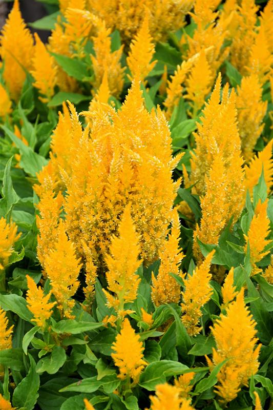 Celosia Bright Sparks Yellow - View 1 from www redcrocus com