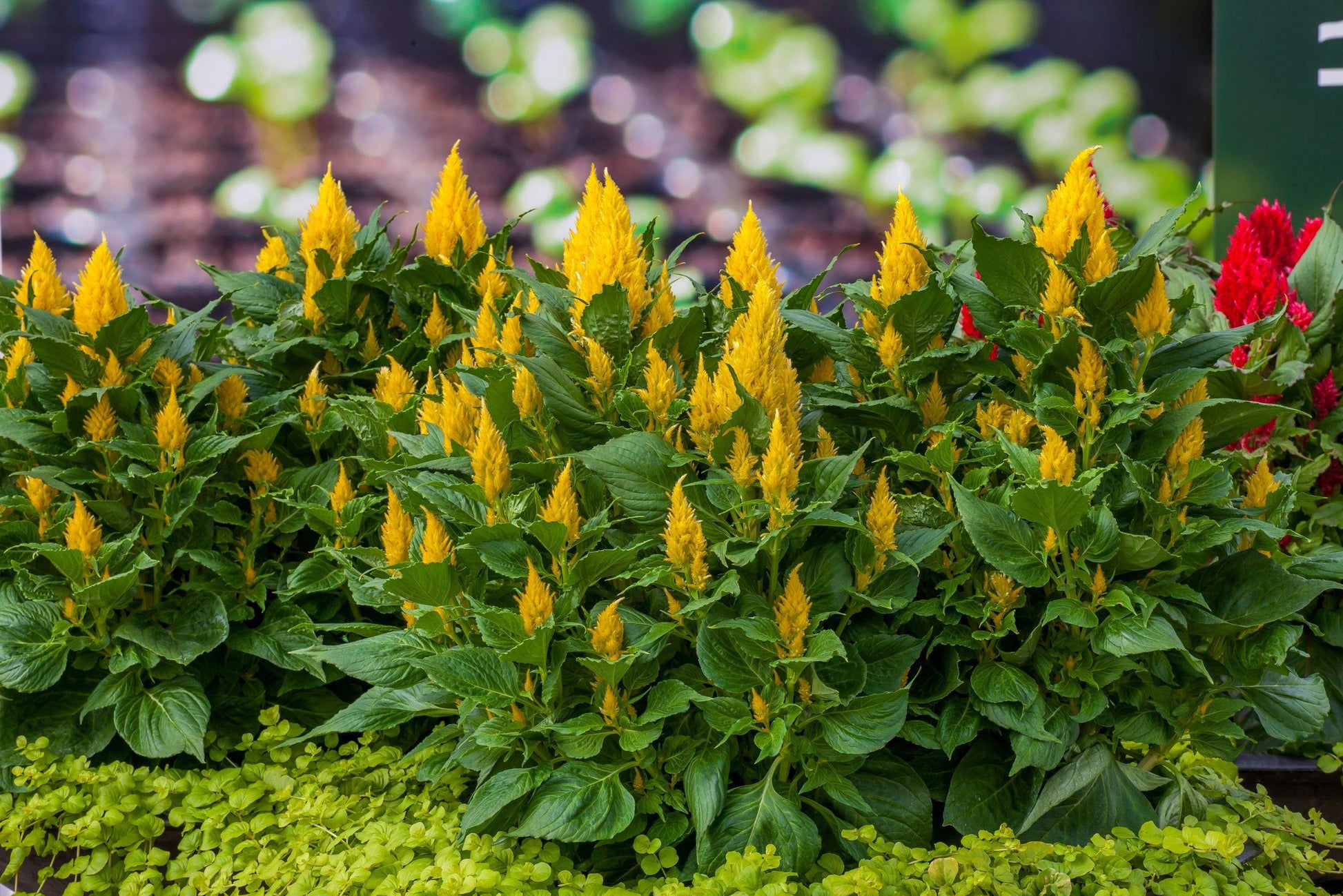 Celosia Bright Sparks Yellow - View 3 from www redcrocus com