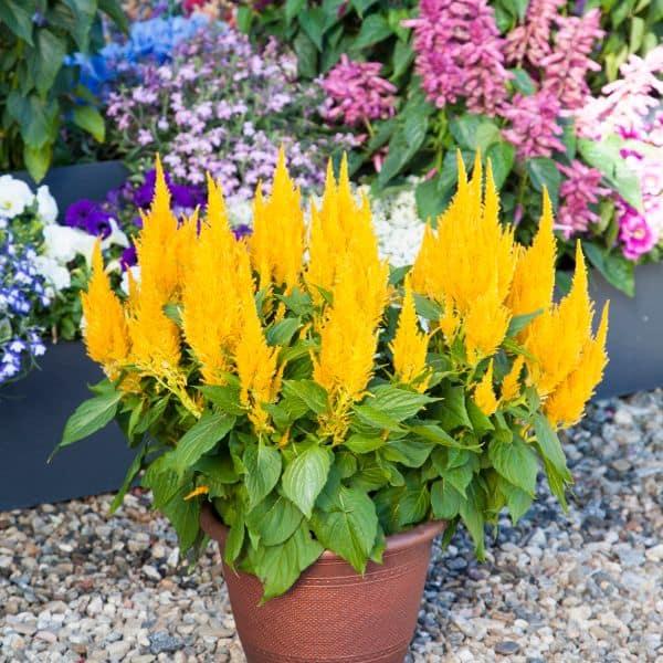Celosia Bright Sparks Yellow - View 4 from www redcrocus com