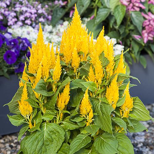 Celosia Bright Sparks Yellow - View 5 from www redcrocus com