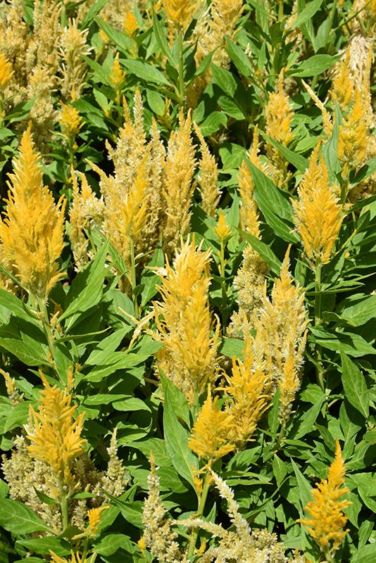 Celosia Bright Sparks Yellow - View 8 from www redcrocus com